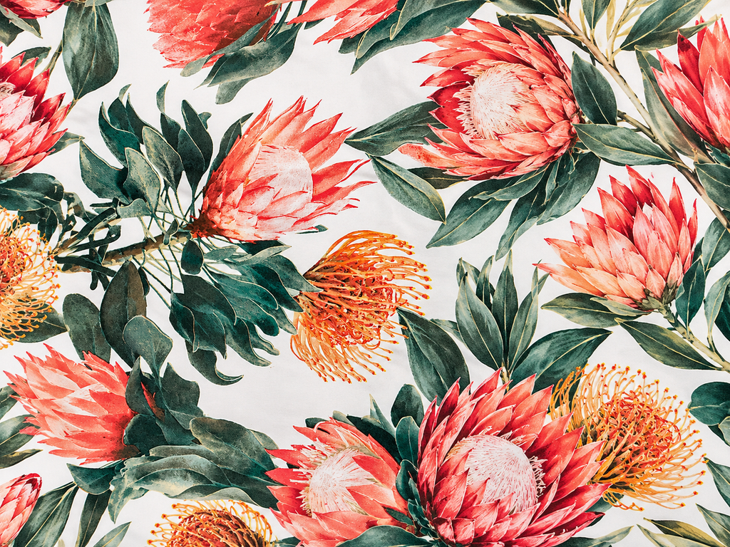Koraal Protea